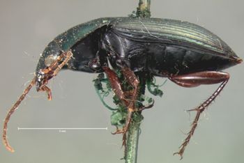 Media type: image;   Entomology 5639 Aspect: habitus lateral view